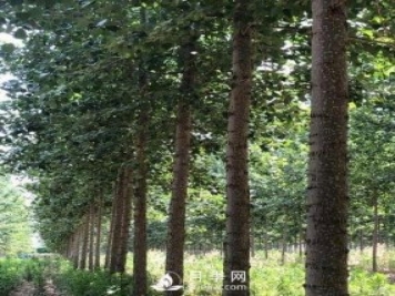 河南周口：培育出不飞絮的杨树新品种
