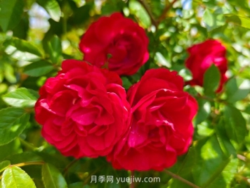 月季红木香爆花机器，花艳丽花量大花期长